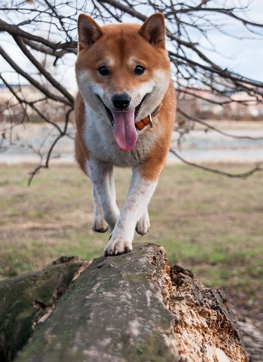 柴犬 狗 科 额叶 芝 家畜 柴犬 柴犬 柴犬 柴犬 柴犬