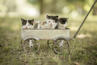小猫 车皮 宠物 猫 基蒂 年轻 宝贝猫 可爱的 动物