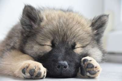 Eurasier 狗 小狗 年轻的Eurasier 年轻的狗 宠物