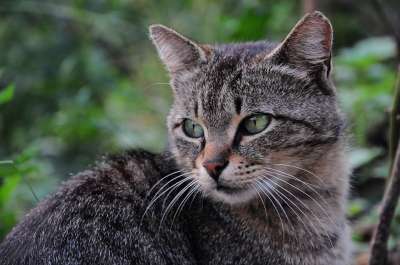 猫 猫的图片 猫眼 猫咪 动物 自然 绿色 动物的照片
