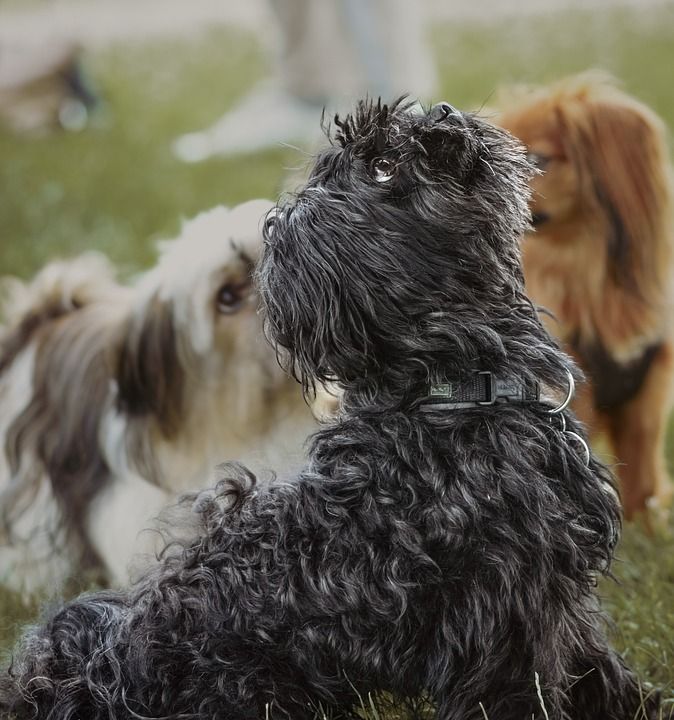 混种狗 狗 蓬松的 家畜 哺乳动物 可爱的 小的 牢房 贵宾犬