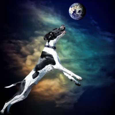 狗 犬类 地球 超现实的 跳 快乐的 不同的 肖像 抓住 球