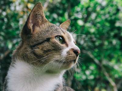 可爱的 动物 猫 特写 宠物 胡须