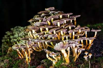 蘑菇 地板块海绵 棒海绵 森林 蘑菇采摘 森林蘑菇 落下