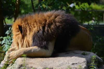 狮子 动物 动物园 哺乳动物 大猫 野生动物 鬃毛 动物群 荒野