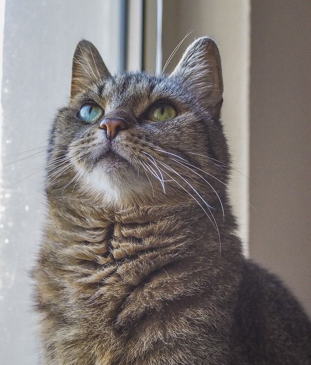 猫 动物 家畜 家猫 肖像 老虎 毛皮 头 野生动物 脸