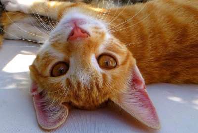 猫 年轻的猫 红猫 小猫 猫眼 猫脸 猫看 天鹅绒爪子 动物