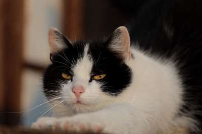 猫 肖像 眼睛 家猫 脸 关闭 猫眼 猫脸 毛皮 家畜 头