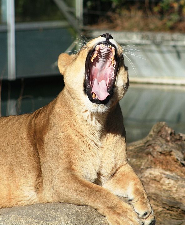 母狮 动物 猫 猎人 肖像 大猫 动物园 大 荒野 哺乳动物