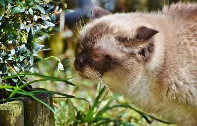 猫 品种猫 英国短毛猫 纯种 短发 毛皮 可爱的 好奇的 品酒师