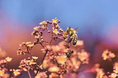 蜜蜂 昆虫 花粉 花蜜 收集 开花 艰苦的工作 动物 花园