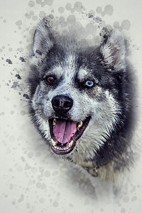 狗 沙哑 快乐的 宠物 动物 可爱的 白色的 幸福 犬类