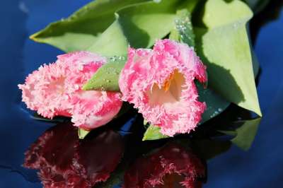 郁金香 花 开花 锯齿边 春天的花朵 水滴 明亮的 粉色的