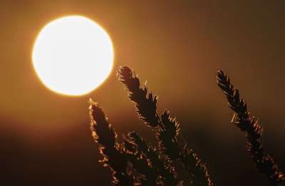太阳 气氛 暮光之城 亲爱的 背光 地平线 大气 景观 照明