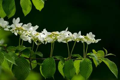 花 自然 植物 新鲜 叶子 绿色 春天