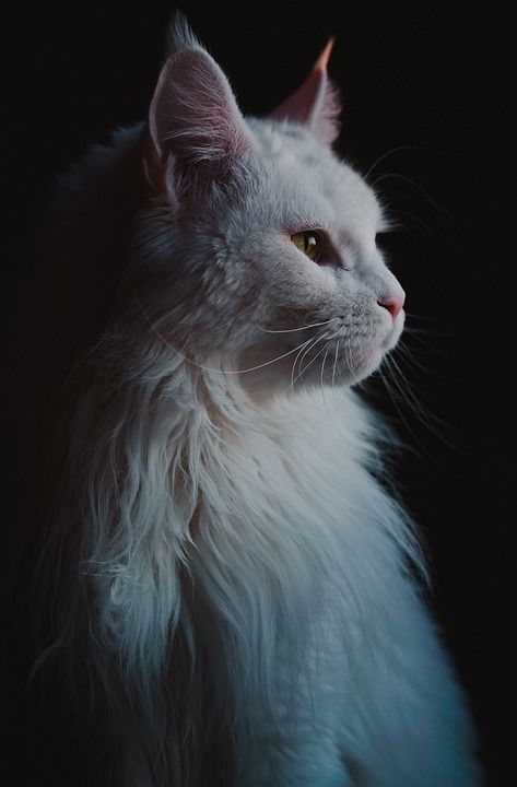 猫 缅因库恩 白色猫咪 肖像 可爱的 动物 基蒂