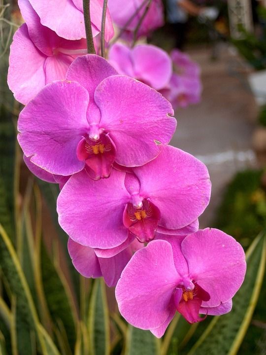 兰花 花 明亮的 紫色 植物群 生长 装饰 芽 叶子