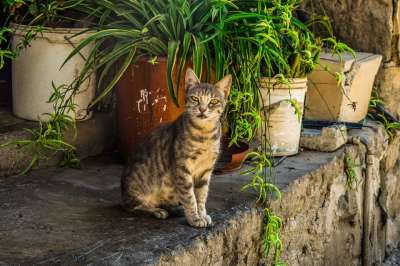 猫 迷路 年轻 小猫 动物 户外的 虎斑猫 看着 可爱的 村庄