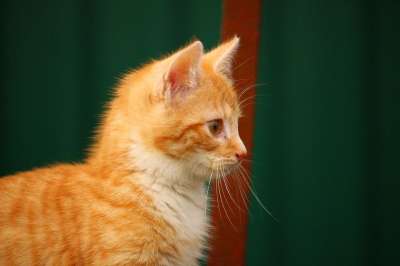 猫 小猫 红虎斑 红猫 年轻的猫 猫宝宝 家猫