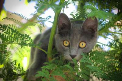 猫 吉祥物 动物 看 小狗 宠物 哺乳动物