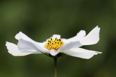 首饰篮 白色美女 Cosmea 自然 花园 花瓣 花园设计 花园花