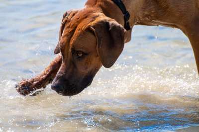 罗得西亚脊背犬 狗 水 乐趣 寻找 湖 海 积极的 纯种狗