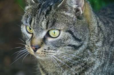 猫 宠物 动物 毛皮 小猫 家 胡子 哺乳动物 猫肖像 灰猫