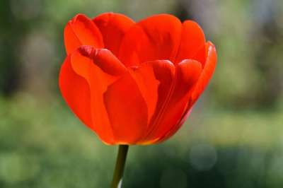 郁金香 郁金香田 郁金香花 开花了 领域的鲜花 盛开 春天的花朵