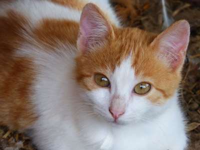 猫 小狗 小猫咪 家猫
