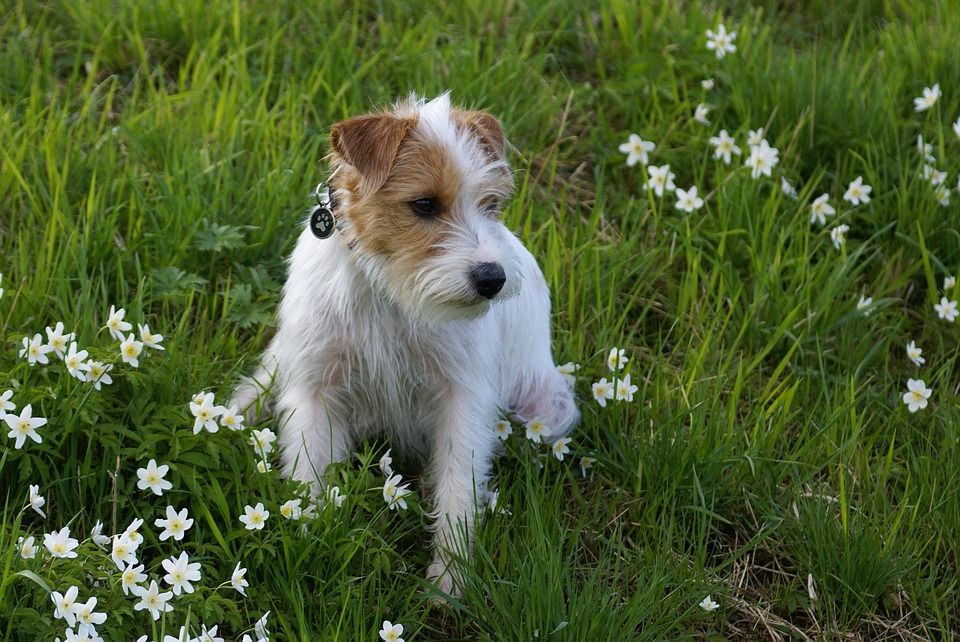 家犬, 春天, 狗, 狗看, 混种狗, 宠物花卉