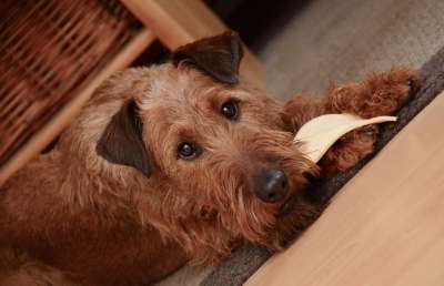 狗 爱尔兰梗 梗犬 棕色的 吃下去 动物