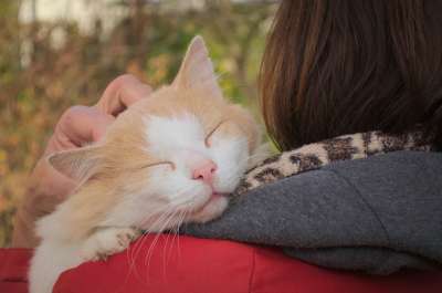 可爱 动物 猫 纵向 最喜欢的 情妇 感情 拥抱 附件 首页