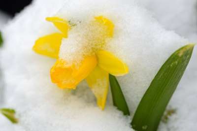 复活节钟声 水仙花 开花 花 雪 春天 下雪的 寒冷的 霜