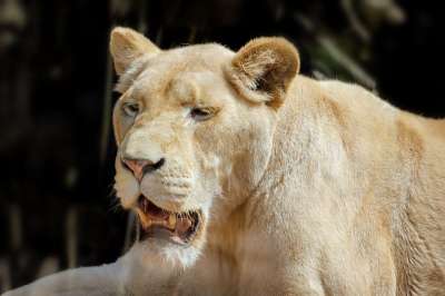 母狮 猫科动物 狮子 捕食者 大猫 哺乳动物 野生动物 野猫