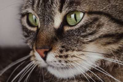 猫 虎斑猫 动物 老虎 猫科动物 可爱的 肖像 国内的 眼睛