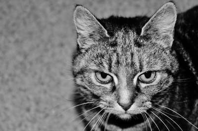 猫 猎人 动物 捕食者 猫科动物 自然 野生动物 荒野 哺乳动物