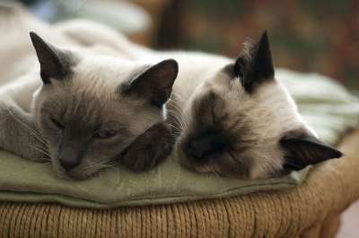猫 动物 宠物 灰色的 可爱 猫的眼睛 英俊 眼睛 枪口 睡猫