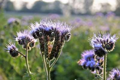 弗拉蒂奇 Phacelia Medonosná 食物 蜜蜂 绿色 肥