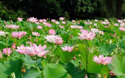 池塘 荷花 花 越南 巨大的绿色 大叶子 自然 绿水 荷花