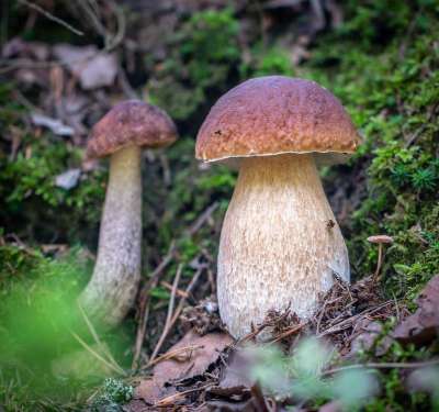 蘑菇 森林 秋季 白 桦木