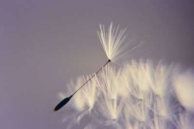 蒲公英 愿望 出生日期 吹 花 希望 幸福 轻如鸿毛 开花