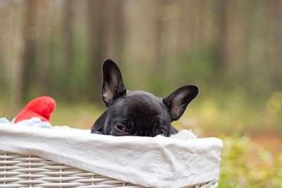 小狗 可爱的 特写 困 疲劳的 斗牛犬 法国斗牛犬 宠物 动物