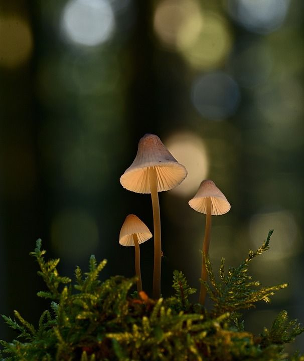 蘑菇 植物 毒菌 真菌学 小蘑菇 苔藓 森林 荒野 自然