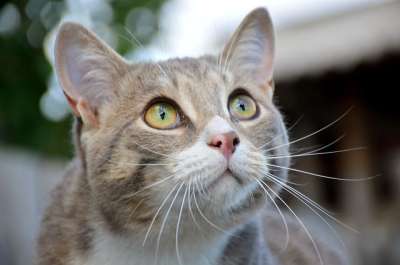 猫 视线 绿色 眼睛 英俊