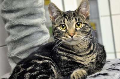 猫 宿醉 家畜 家猫 动物 小猫 鲭鱼 猫脸 野生动物 猫眼