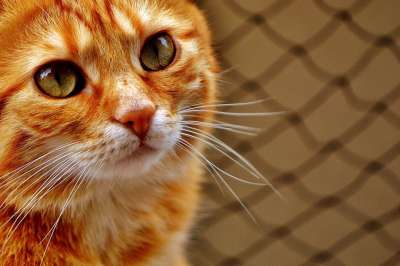 猫 宿醉 红色的 乐趣 可爱的 鲭鱼 老虎 舒适 动物 家猫