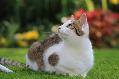猫咪 猫 宠物 白色的 可爱 胡须 青年 注意力 花园 鲜花