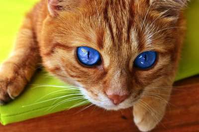 猫 眼睛 猫眼 脸 老虎 鲭鱼 红猫 甜 小猫 家猫 细心