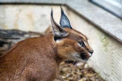 沙漠猞猁 狞猫 狞狞 Kalaharia 大猫 猫 野猫 动物