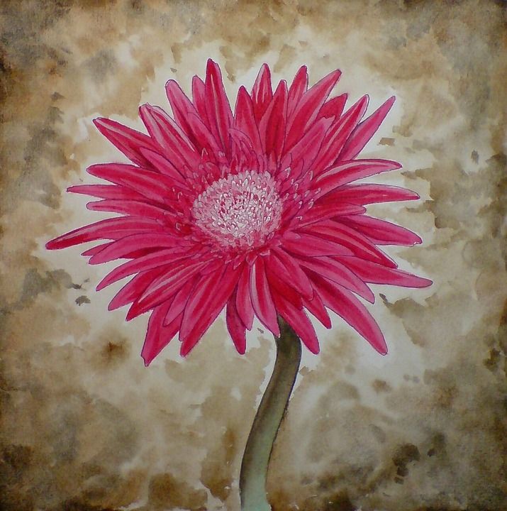 非洲菊 花 粉色的 开花 绘画 水彩